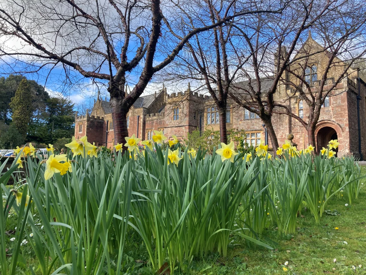 Daffodils in full bloom in front of the manor.